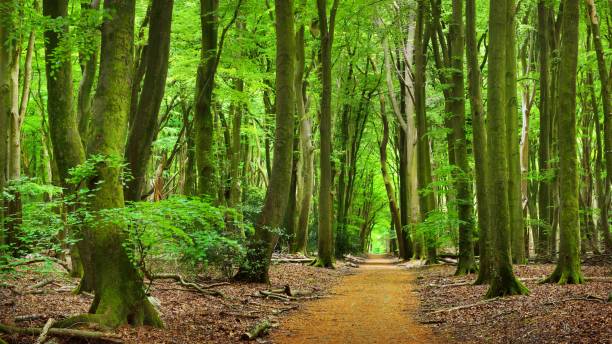 istock Walkaway in the spring forest Veluwe, the Netherlands 1058825340
