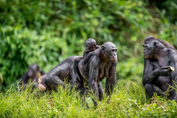 istock Bonobo Cub on the mother's back 1058825436