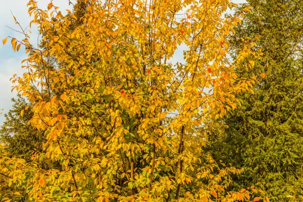 A tree with yellow leaves and a spruce tree in fall. Sunny day of the golden autumn season