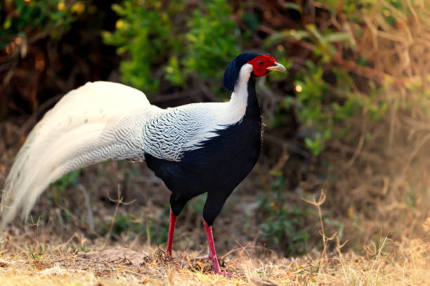 istock Silver Pheasant walking in the jungle 1058825658
