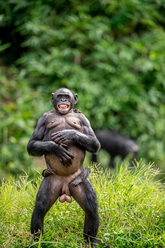 The Bonobo ( Pan paniscus) mother  standing on her legs and hand up. Bonobo with cub on he back. Short distance, close up. Democratic Republic of Congo. Africa