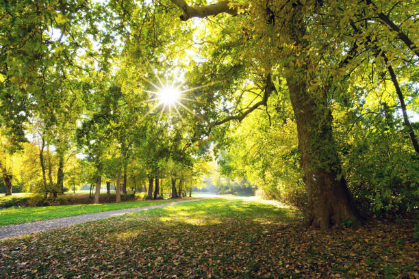 istock Autumn landscape with sun and sun beams 1058828314