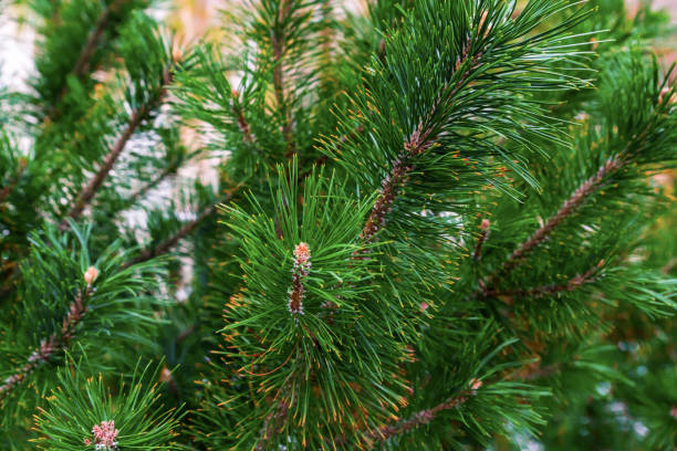 istock lush spruce green festive pattern vegetative long needles natural base close-up of bases design 1058828444