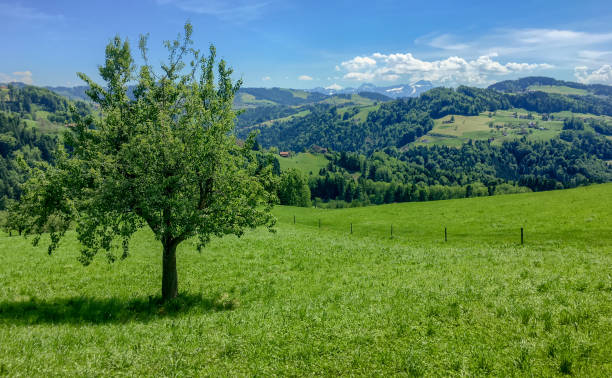 Single tree in a green landscape in Appenzell, Switzerland Tree on green hill with forest and clouds in the background appenzell ausserrhoden stock pictures, royalty-free photos & images