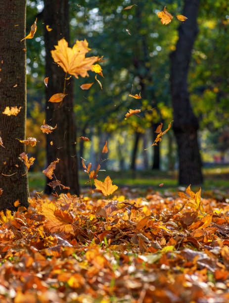 istock falling yellow maple leaves in autumn park 1058831346