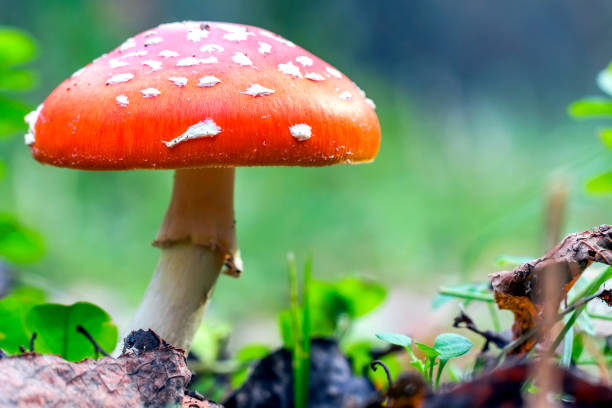 istock Red fly agaric mushroom or toadstool in the grass. Fairy tale colourful image. Toxic mushroom. White-dotted red mushroom 1058831646