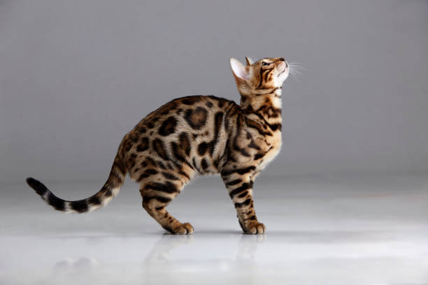 istock Tabby cat with leopard like spots looking up 1058835212