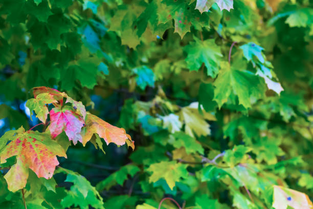 istock design fresh vegetative maple leaves red yellow colorful on blurred green background eco postcard copy space 1058835384