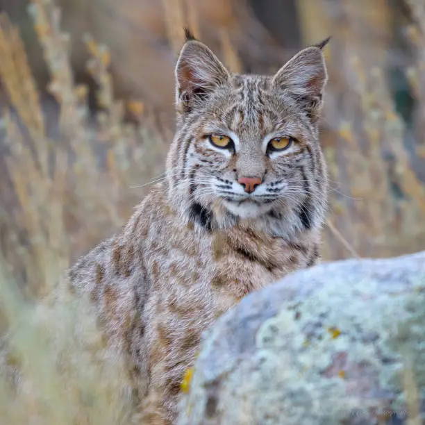 An adult Bobcat stops to pose for the photographer.