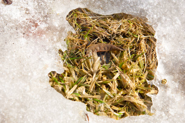 istock texture. background. spring landscape. The last snow. Clearing the bright warm sun 1058837742