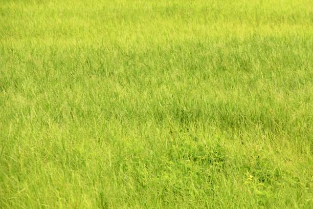 istock Green grass field look so fresh 1058839626
