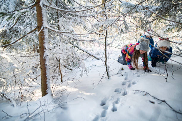 дети отслеживания животных отпечатки в зимнем лесу - animal track стоковые фото и изображения