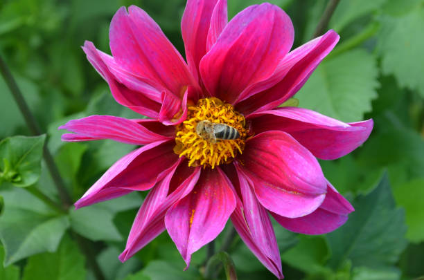 istock Miniature dark red dahlia 1058840244