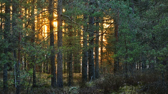 Pine tree forest at sunset, Latvia