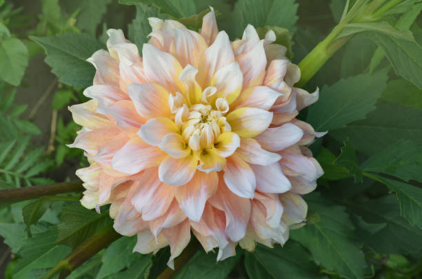 fiore di dahlia di seattle - seattle close up petal purple foto e immagini stock