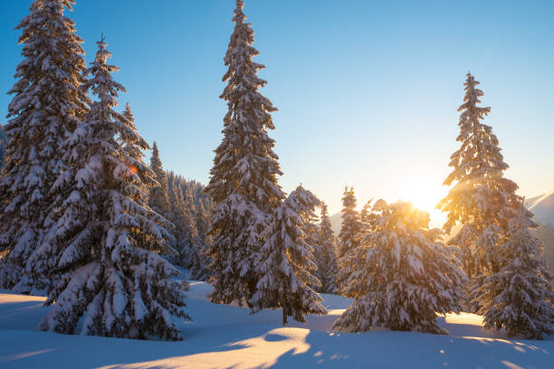 강 설 후 겨울 산에서 마술 일출 - european alps carpathian mountain range evergreen tree tree 뉴스 사진 이미지