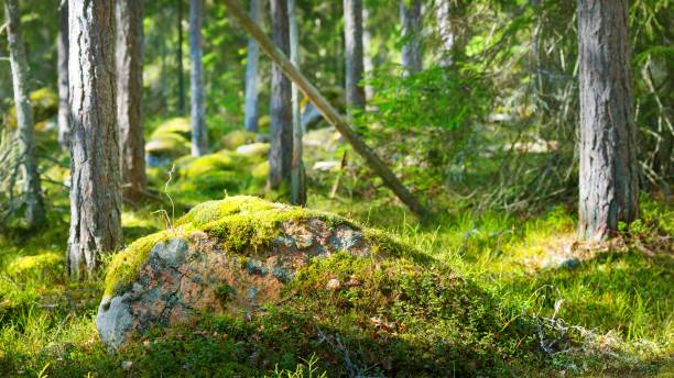 istock Rocks in the forest near Kasmu (captain's village), Estonia 1058843006
