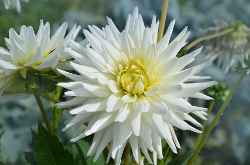 Dahlia with creamy white petals. Dahlia White star. White dahlias in the garden
