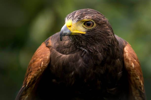 istock Close up of a Beautiful Falcon 1058843272