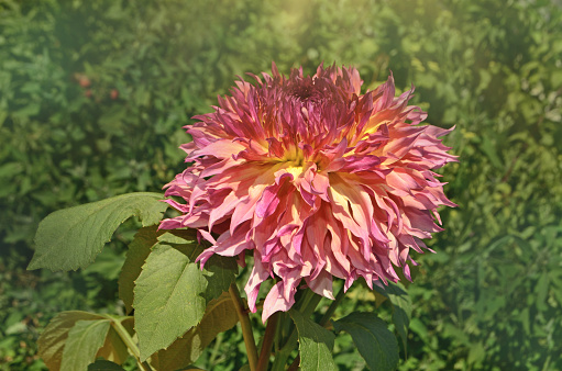 Large  fuzzy combination of peach and pink color Dahlia flower  against the background of green leaves