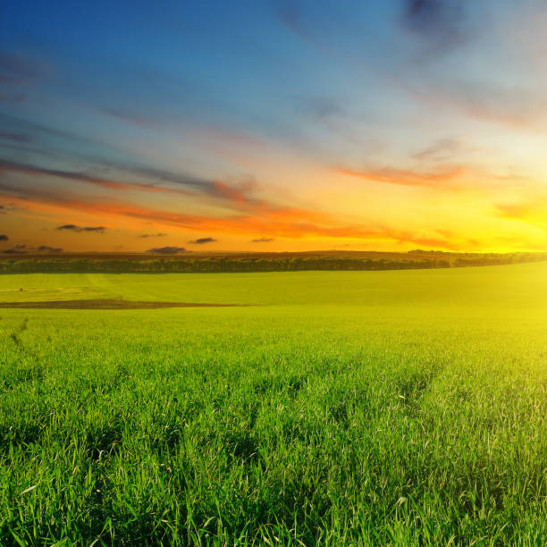 istock Green field and blue sky with light clouds. 1058845944