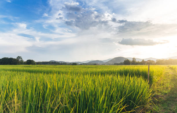 istock Rice field or Paddy field with clouds and twilight sky background 1058849264