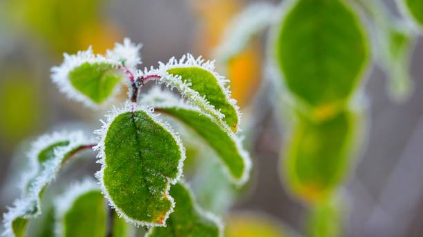 istock Frozen plants in winter with the hoar-frost 1058849484