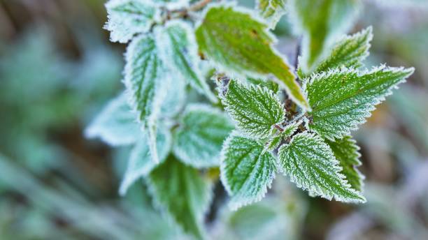 istock Frozen plants in winter with the hoar-frost 1058849490