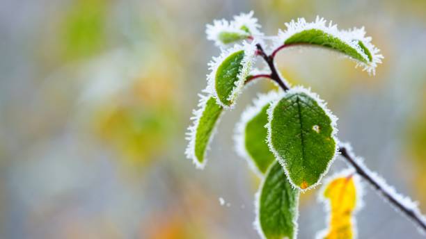 istock Frozen plants in winter with the hoar-frost 1058849498