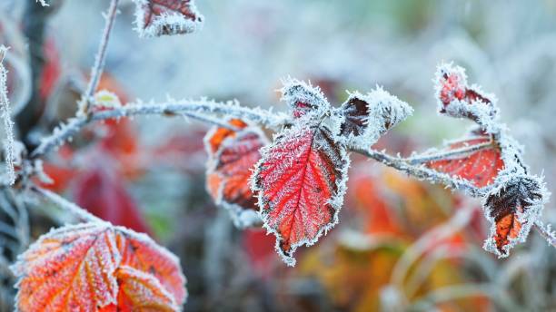 istock Frozen plants in winter with the hoar-frost 1058849506