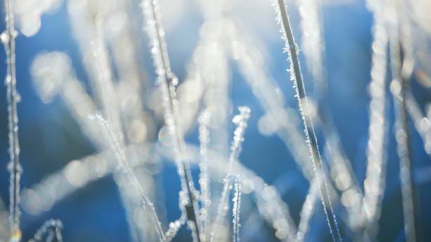 istock Frozen plants in winter with the hoar-frost 1058849530