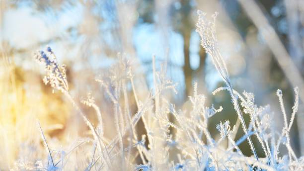istock Frozen plants in winter with the hoar-frost 1058849538