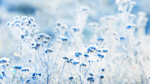 istock Frozen plants in winter with the hoar-frost 1058849540