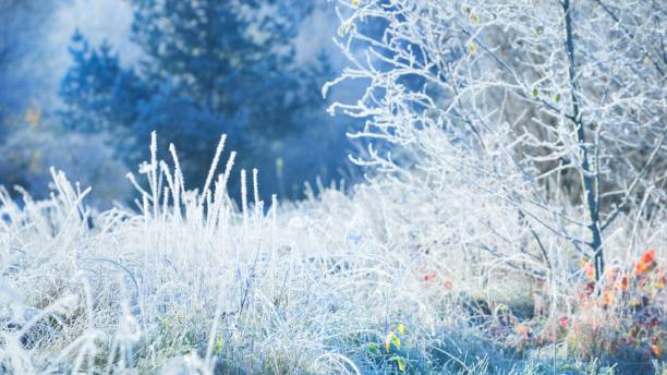 istock Frozen winter landscape. Trees with the hoar-frost 1058849600