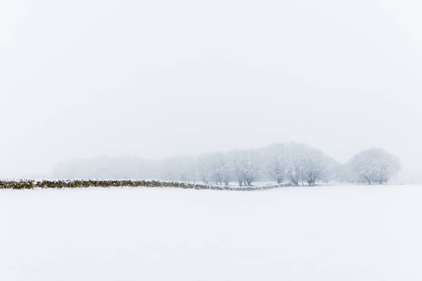 schottischen wald im winter, vorsahen in nebel - winter woods frost fragility stock-fotos und bilder
