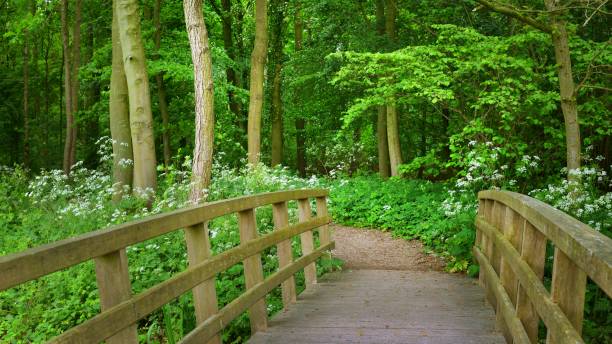 istock Walkway and a bridge in Stochemhoeve forest park in the Netherlands 1058849848