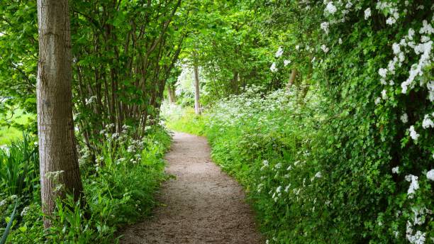 istock Walkway in Stochemhoeve forest park in the Netherlands 1058849862