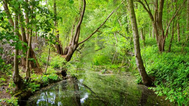 istock Canal in Stochemhoeve forest park in the Netherlands 1058849892