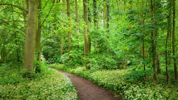 istock Walkway in Stochemhoeve forest park in the Netherlands 1058849900