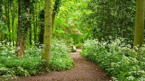 istock Walkway in Stochemhoeve forest park in the Netherlands 1058849920