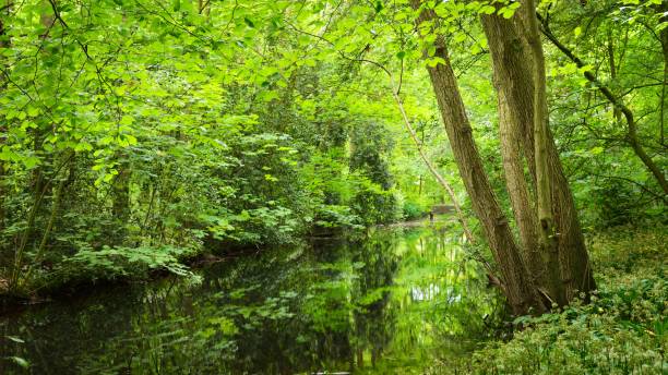 istock Canal in Stochemhoeve forest park in the Netherlands 1058849924