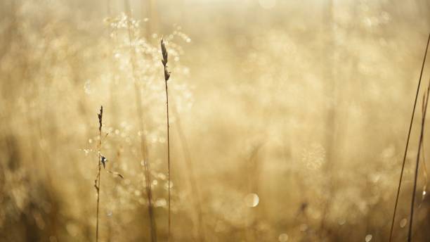 istock Misty morning field close-up 1058850284