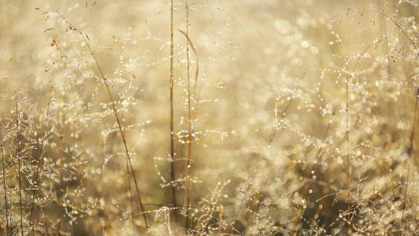 istock Misty morning field close-up 1058850332