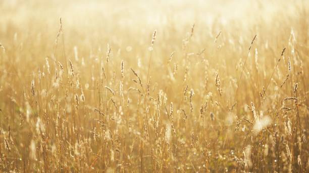 istock Misty morning field close-up 1058850346