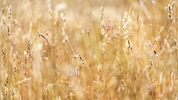 istock Misty morning field close-up 1058850374