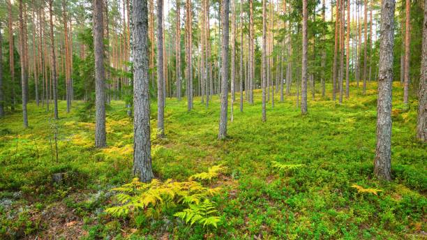istock Northern pine forest in Latvia 1058850396