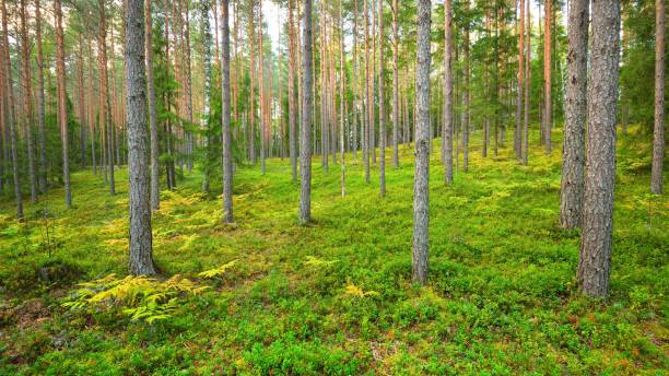 istock Northern pine forest in Latvia 1058850414