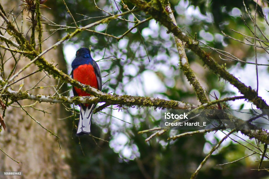 Bird With Red Breasted Stock Photo - Download Image Now - Animal, Animal  Wildlife, Animals In The Wild - iStock