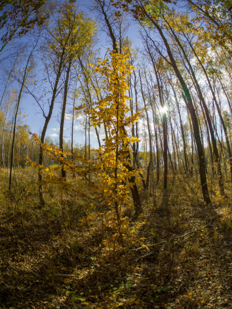 istock road in woods while spring to autumn transition with beautiful orange and red tones 1058853856
