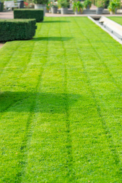 istock Mowed lawn in park 1058856670